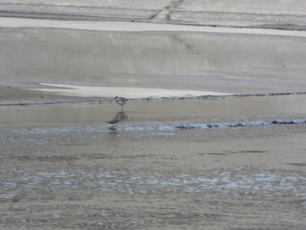 Killdeer - ML417013291