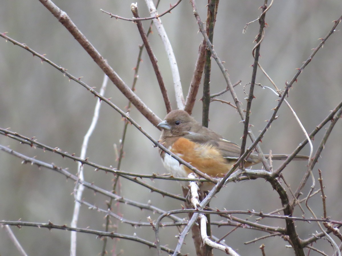 Eastern Towhee - ML417014121