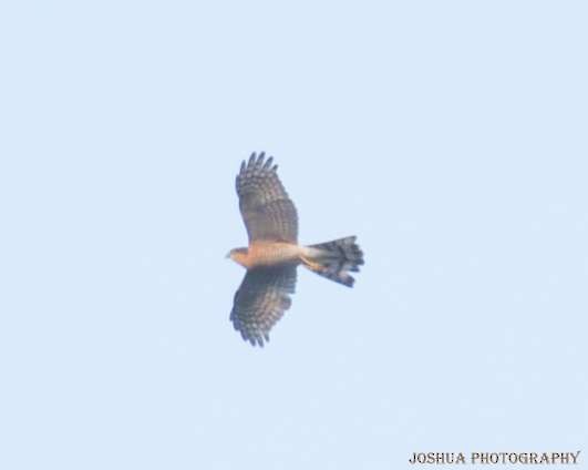 Eurasian Sparrowhawk - ML41701631