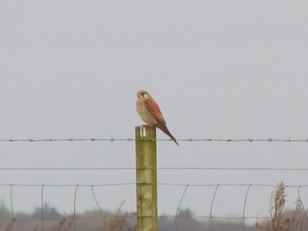 Eurasian Kestrel - ML41701641