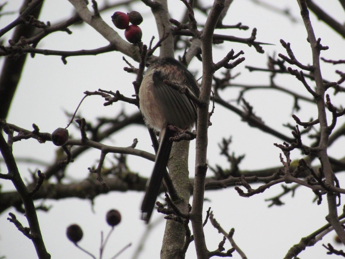 Long-tailed Tit - ML41701691