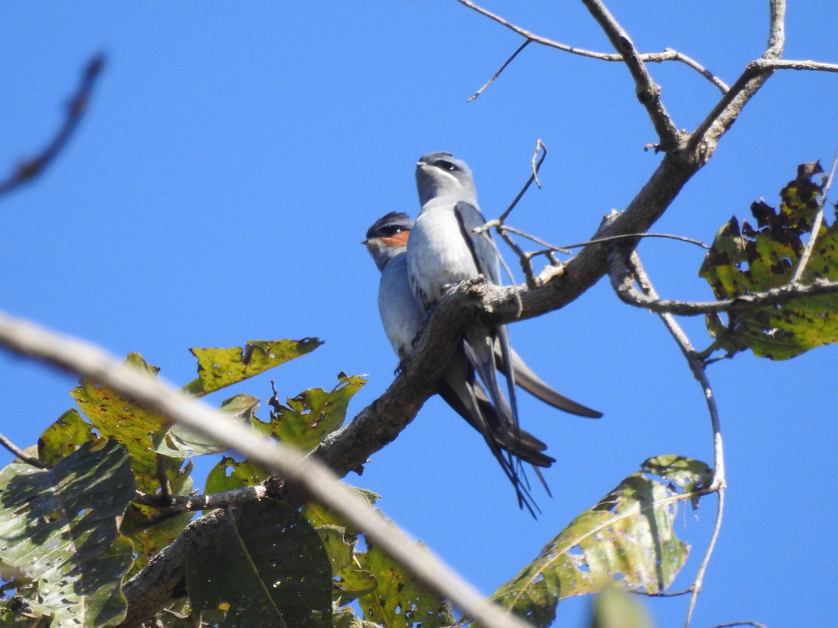 Crested Treeswift - ML417017001