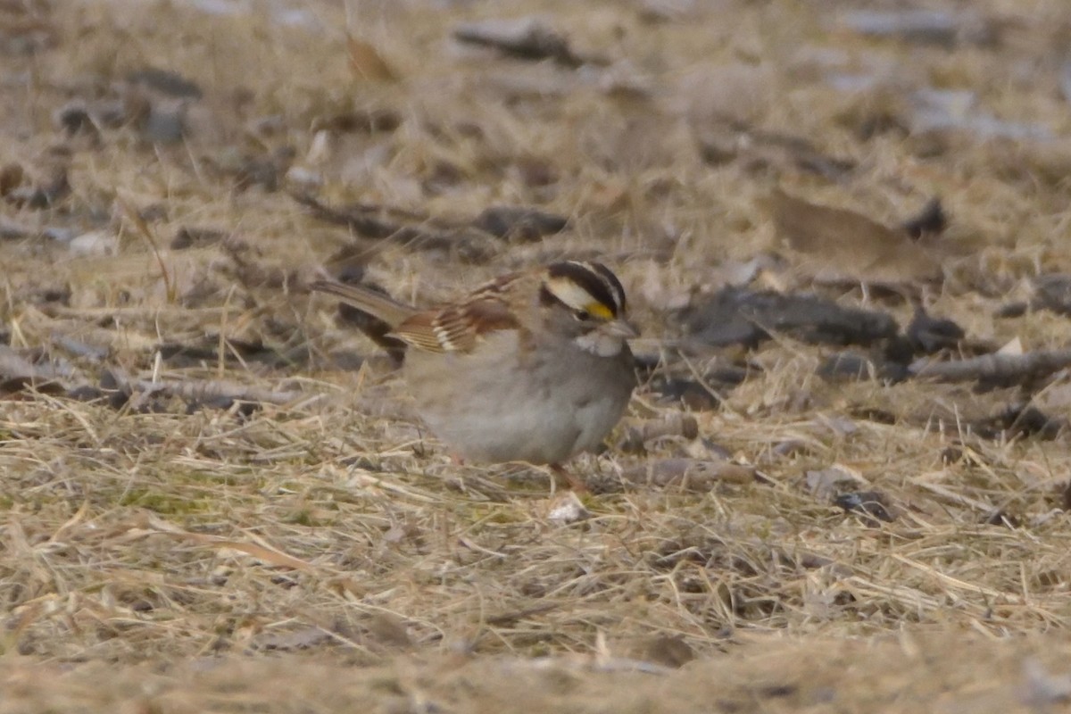 White-throated Sparrow - Robert Tonge