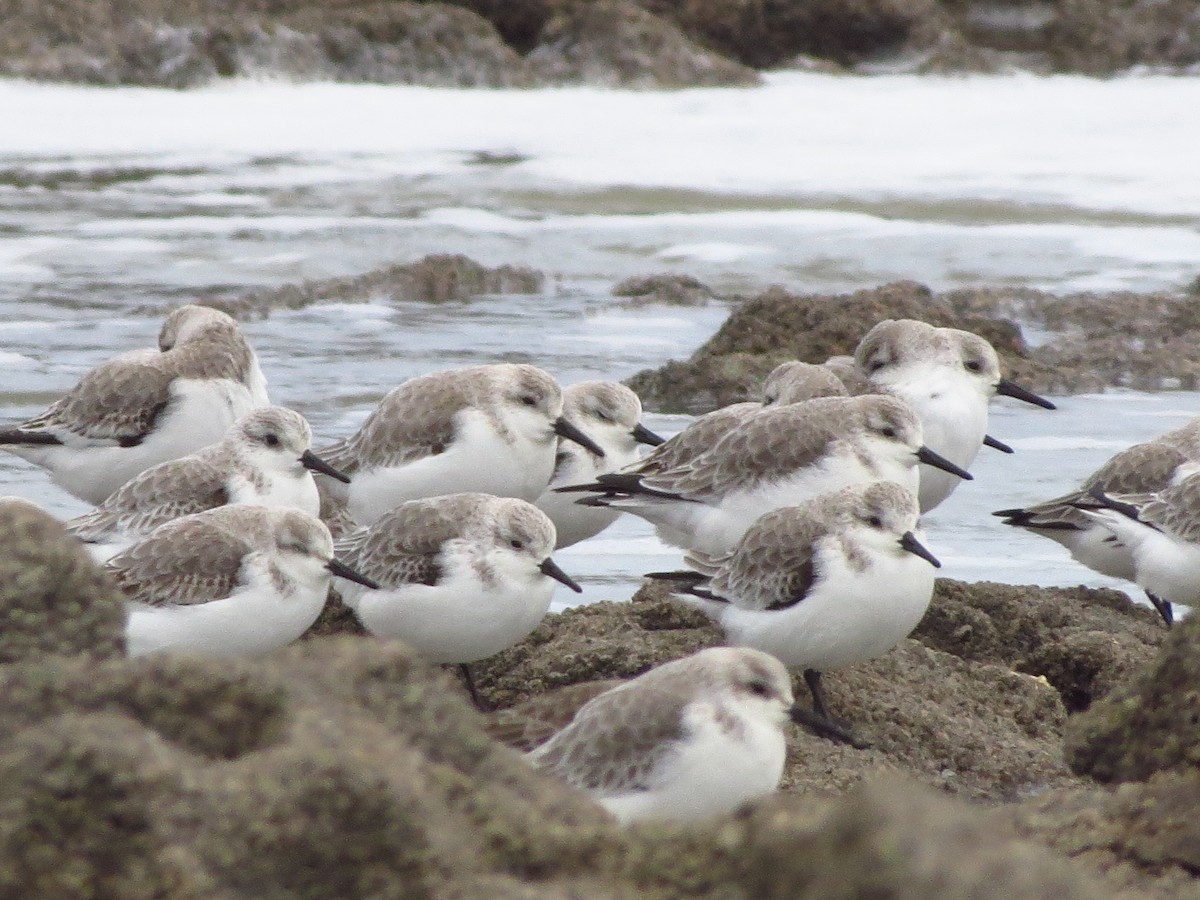Гурвалж элсэг - ML417018651