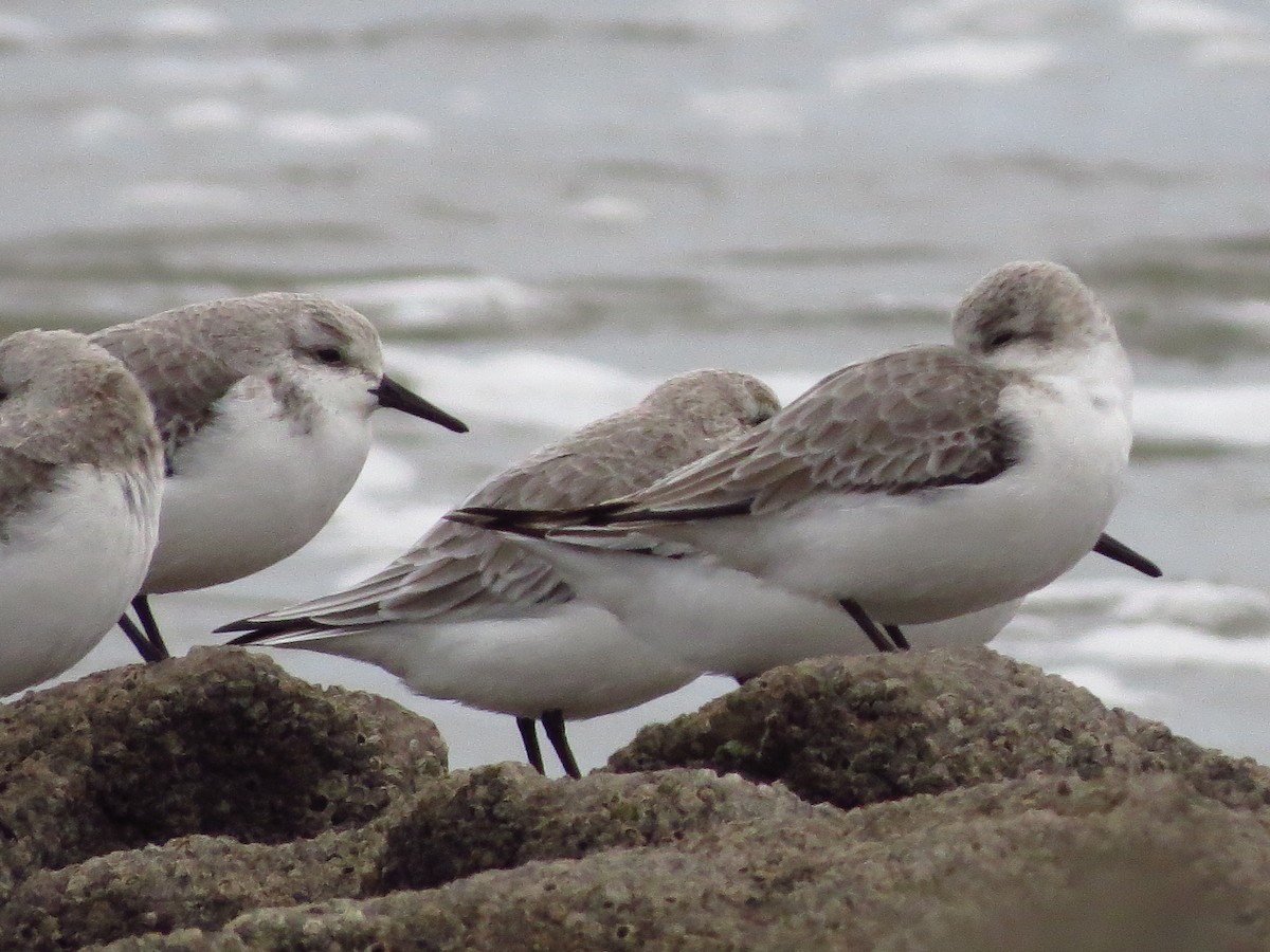 Гурвалж элсэг - ML417018771