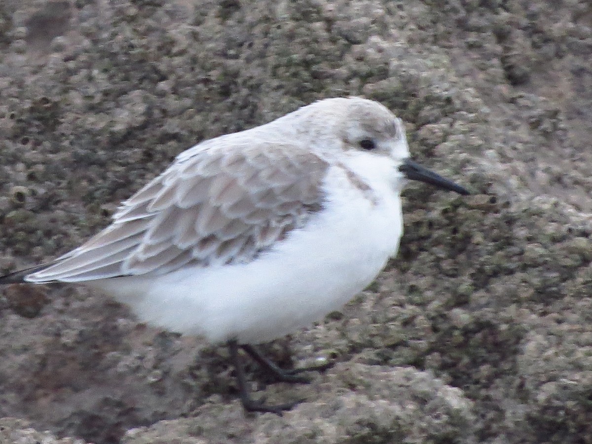 Гурвалж элсэг - ML417018871