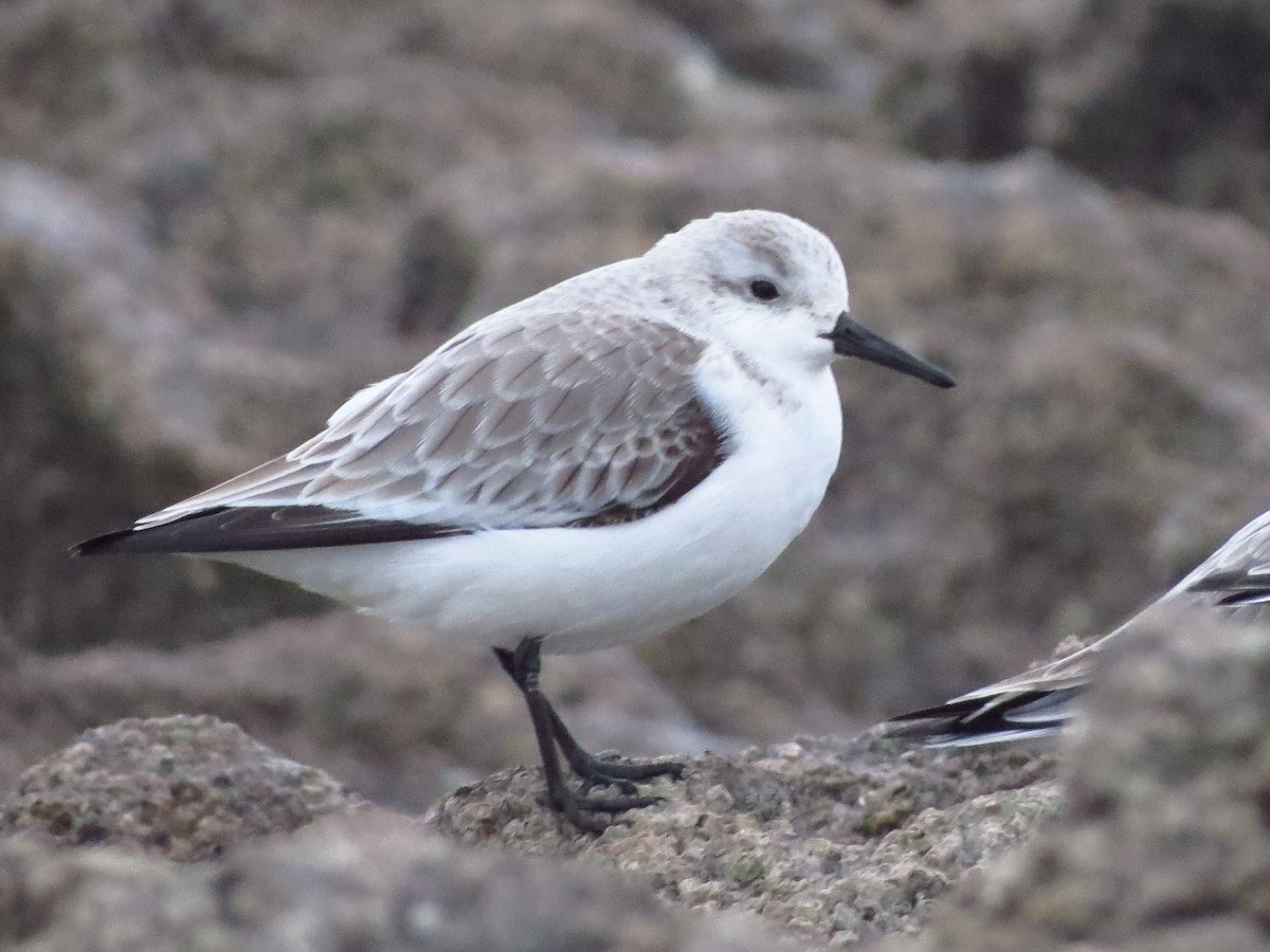 Гурвалж элсэг - ML417018951