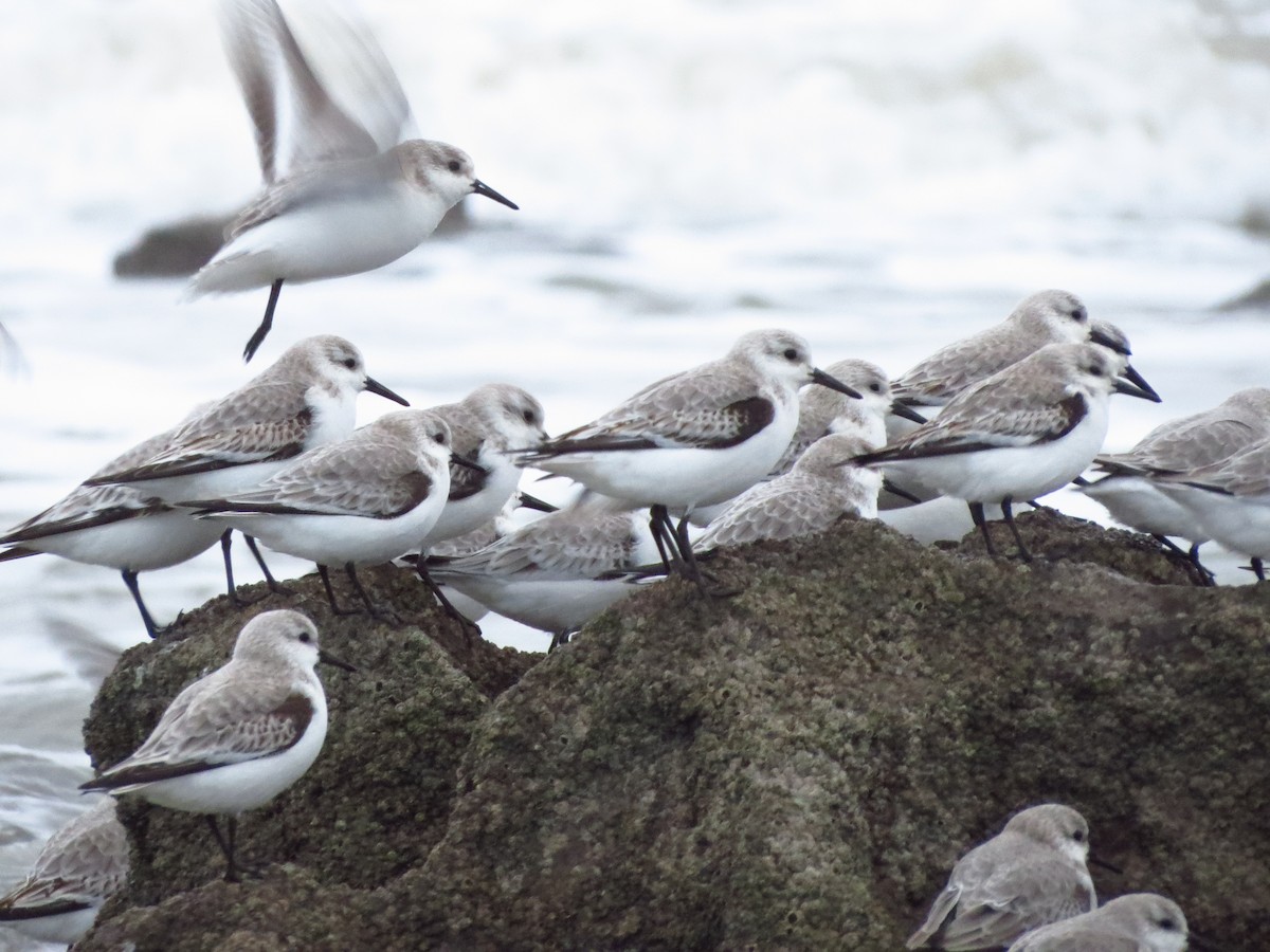 Гурвалж элсэг - ML417019001