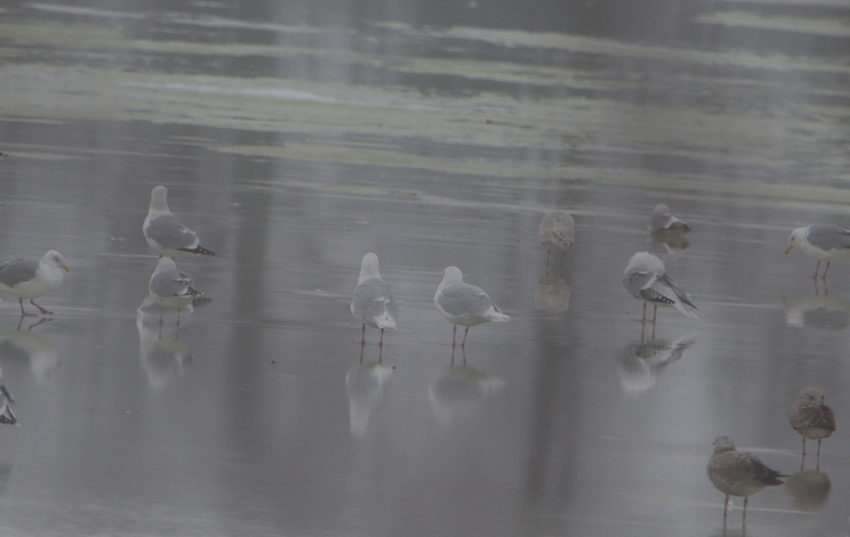 Iceland Gull - ML417019331