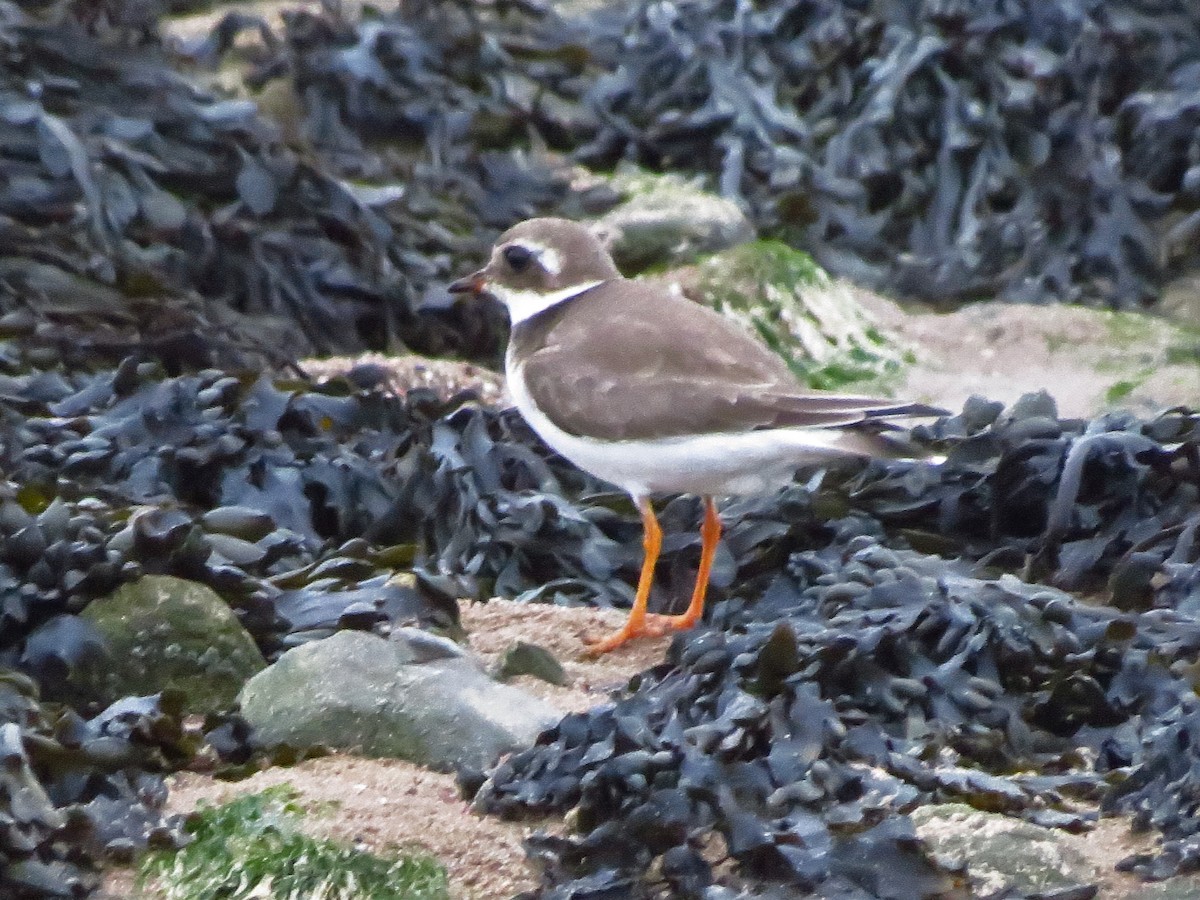 Хүзүүвчит хиазат - ML417019371