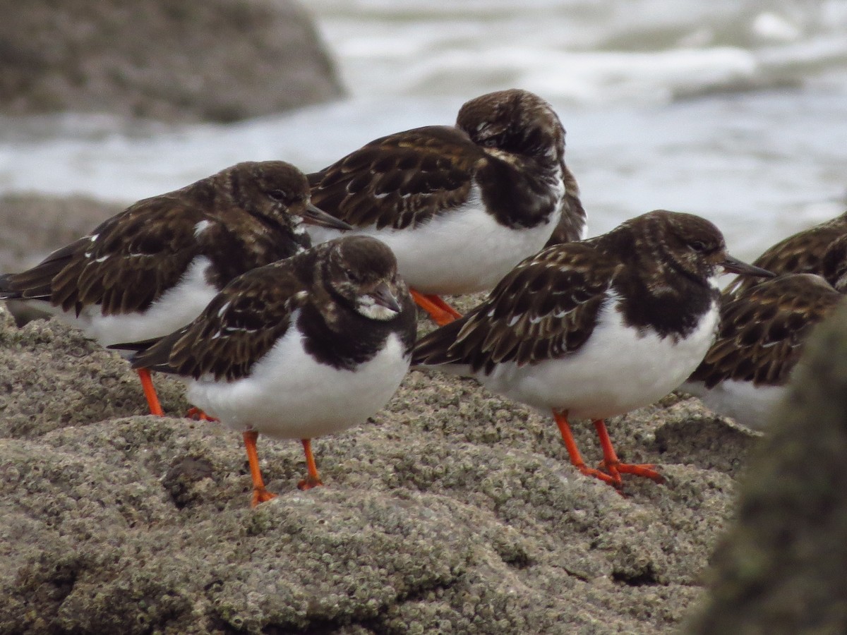 Алаг хайргач - ML417019401