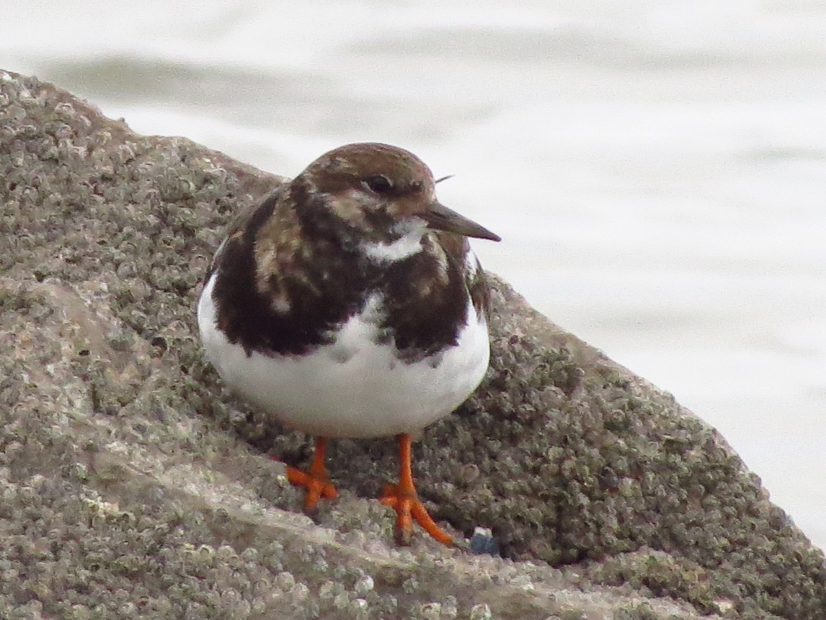 Алаг хайргач - ML417019451