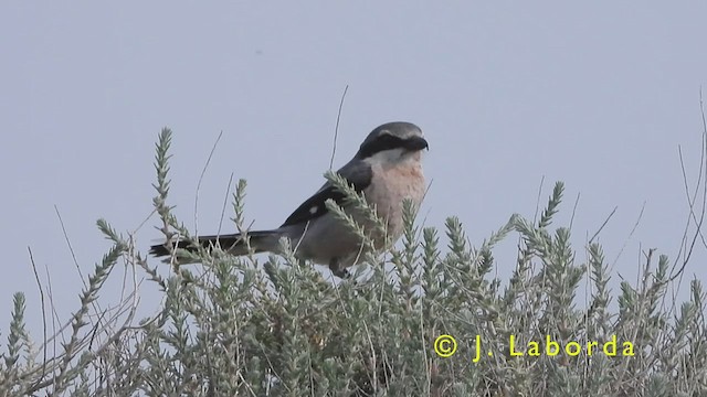 İberya Örümcekkuşu - ML417020001