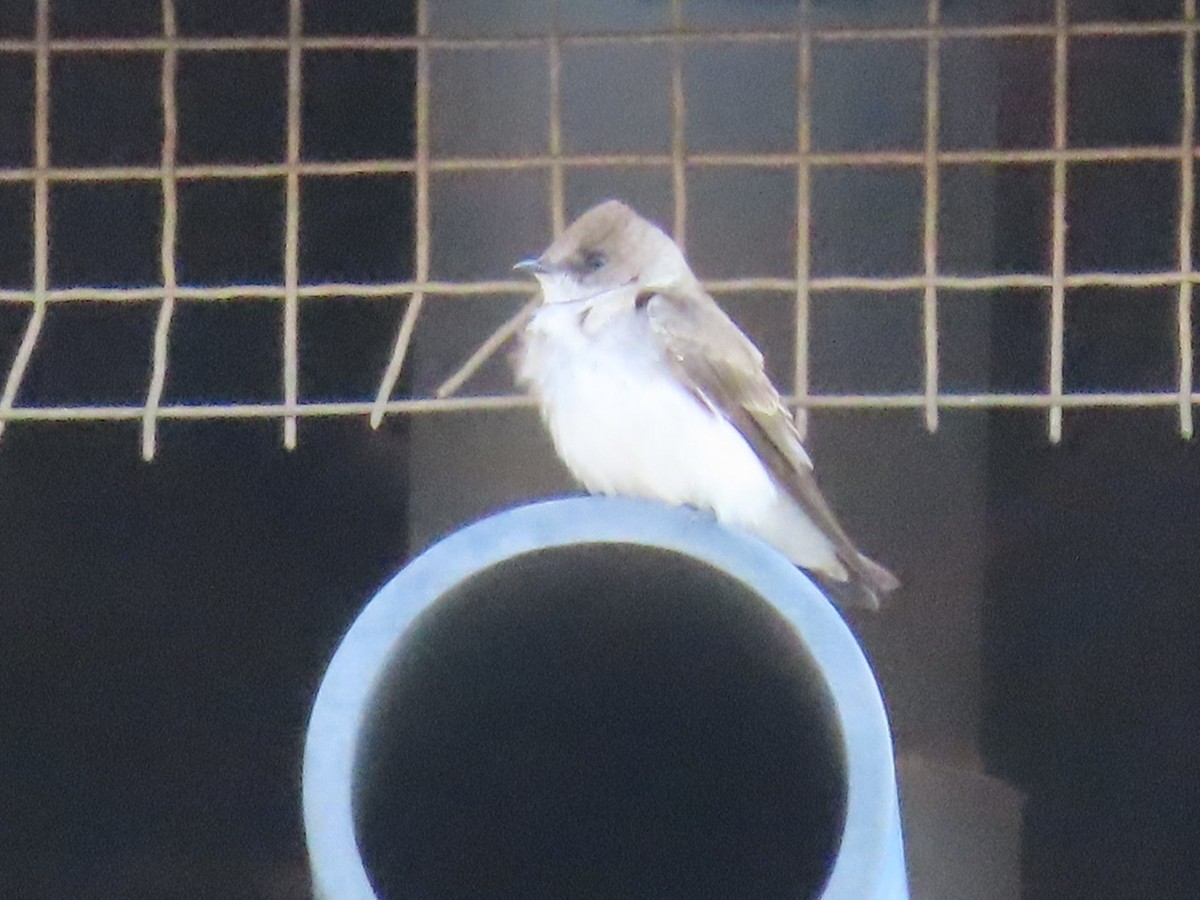 Northern Rough-winged Swallow - ML417020101