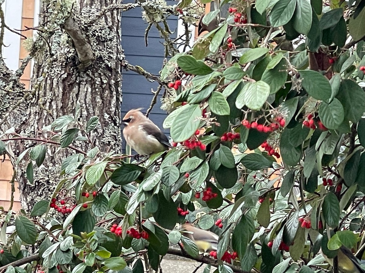 Cedar Waxwing - ML417020161