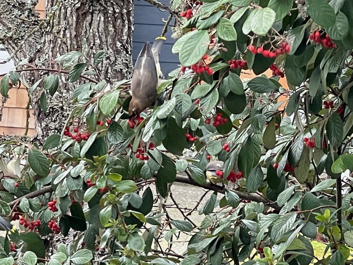 Cedar Waxwing - ML417020191