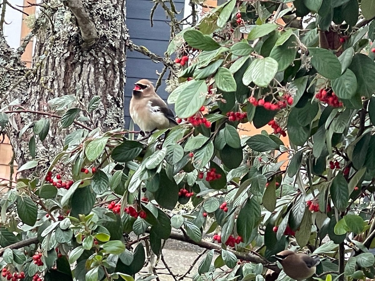 Cedar Waxwing - ML417020211