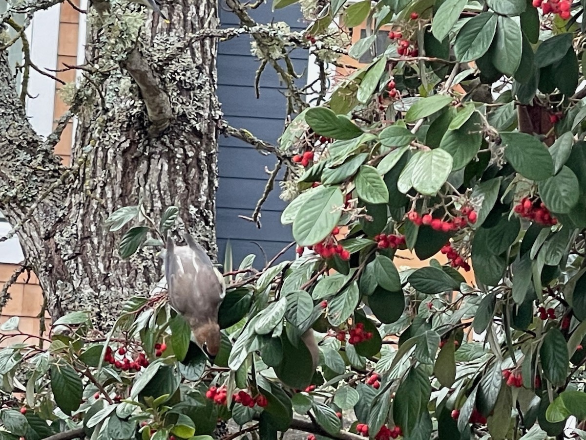 Cedar Waxwing - ML417020221