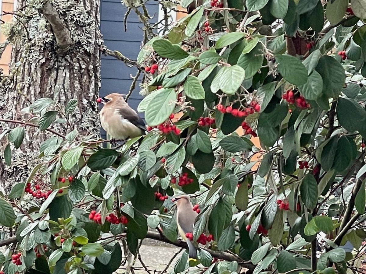 Cedar Waxwing - ML417020231