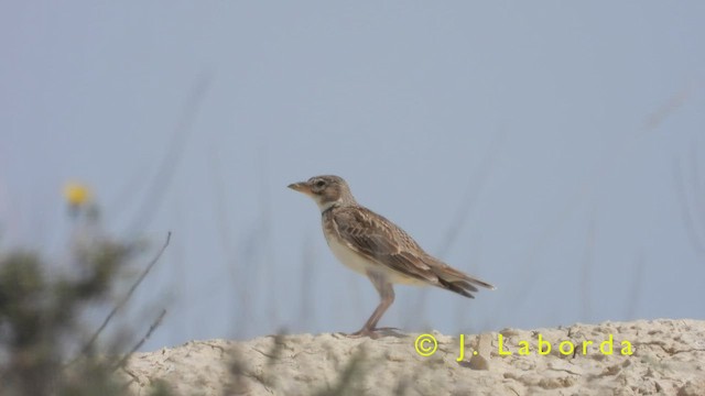 Calandra Lark - ML417020261