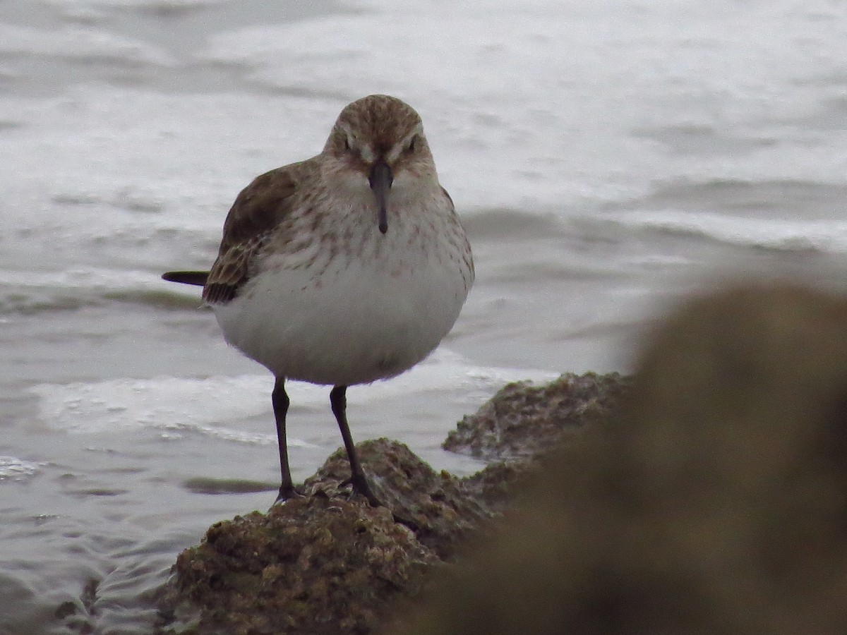 Хар элсэг - ML417020271