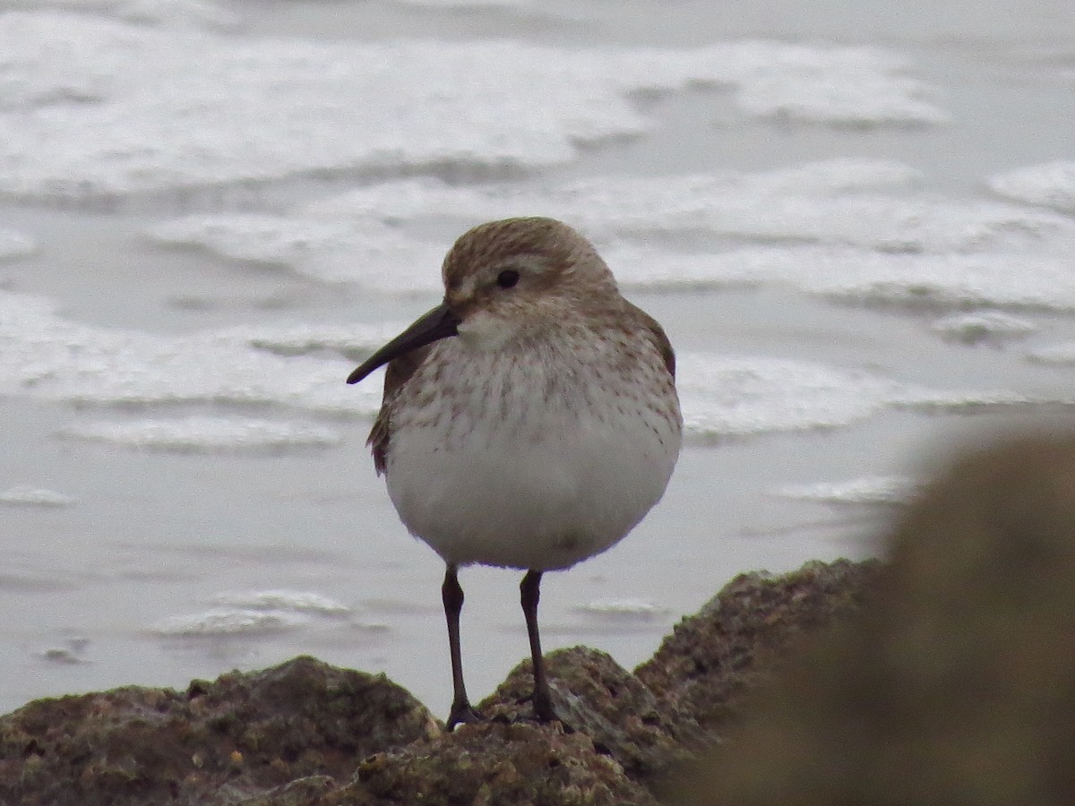 Хар элсэг - ML417020361