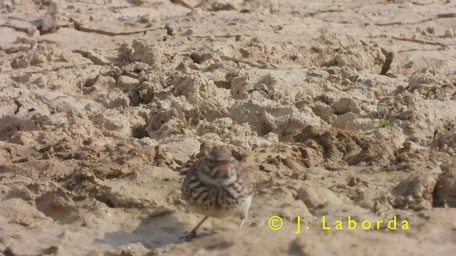 עפרוני ספרדי - ML417020401