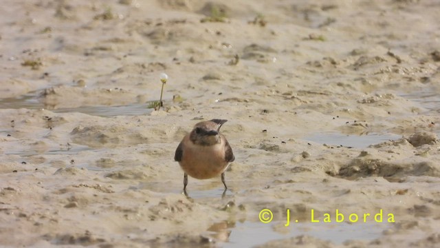 Western Black-eared Wheatear - ML417020771