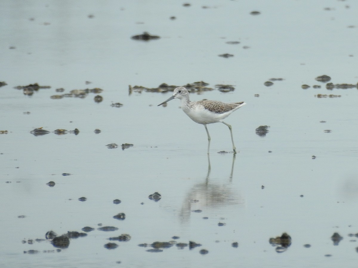 Common Greenshank - Francisco Falcon