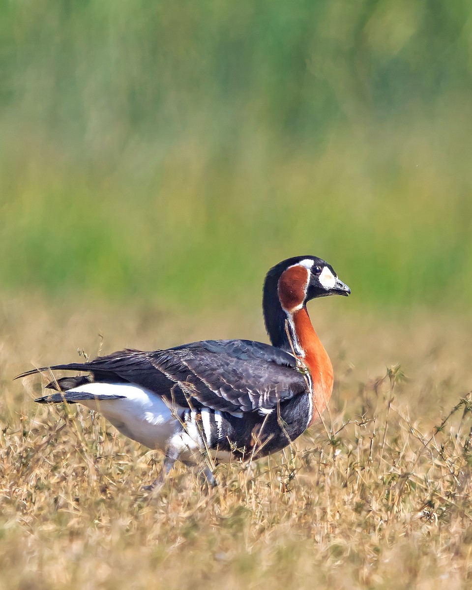 Red-breasted Goose - ML417022761