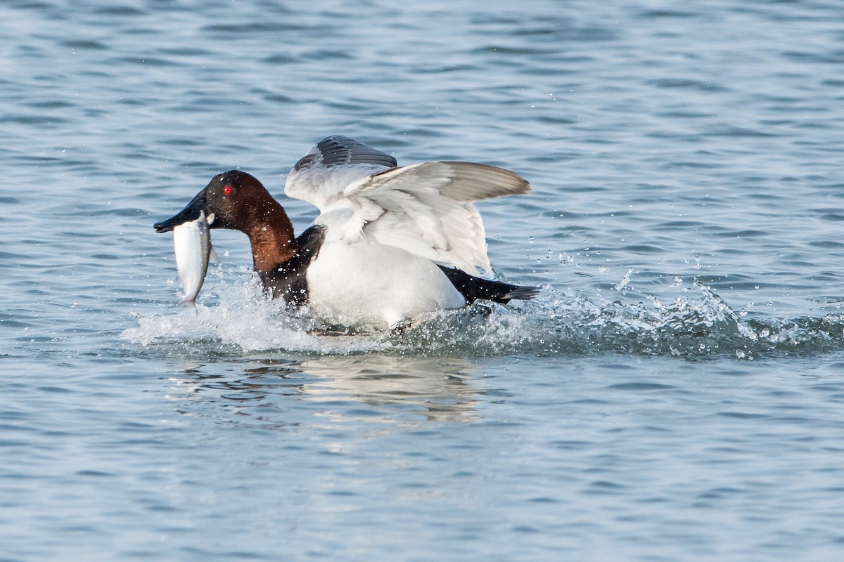 Canvasback - ML417023291