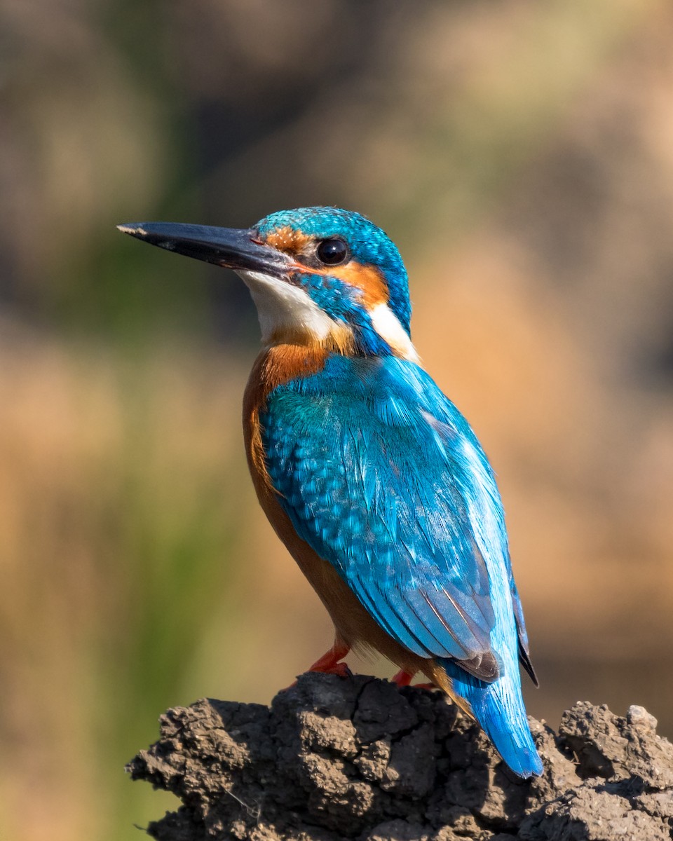 Common Kingfisher - ML417023681