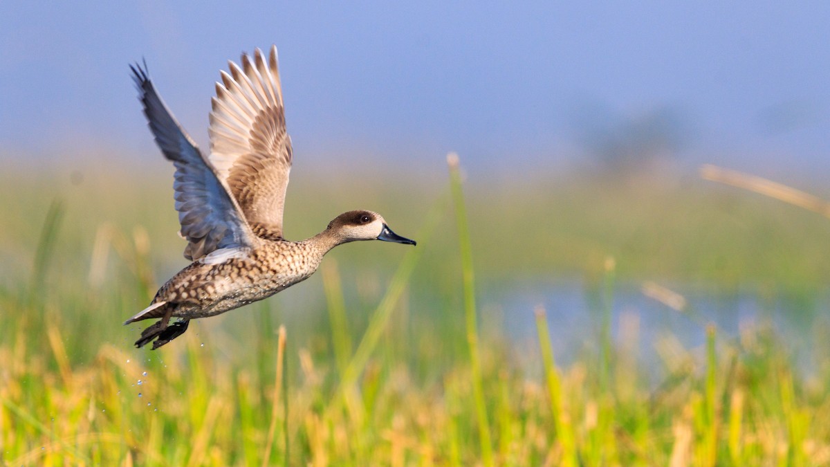 Marbled Duck - Sushant Jadhav