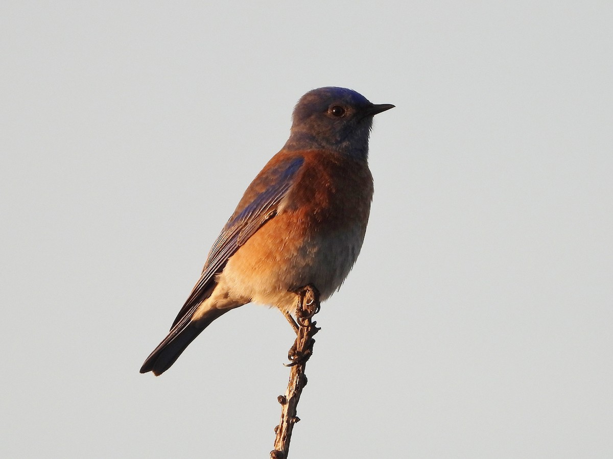 Western Bluebird - ML417025131