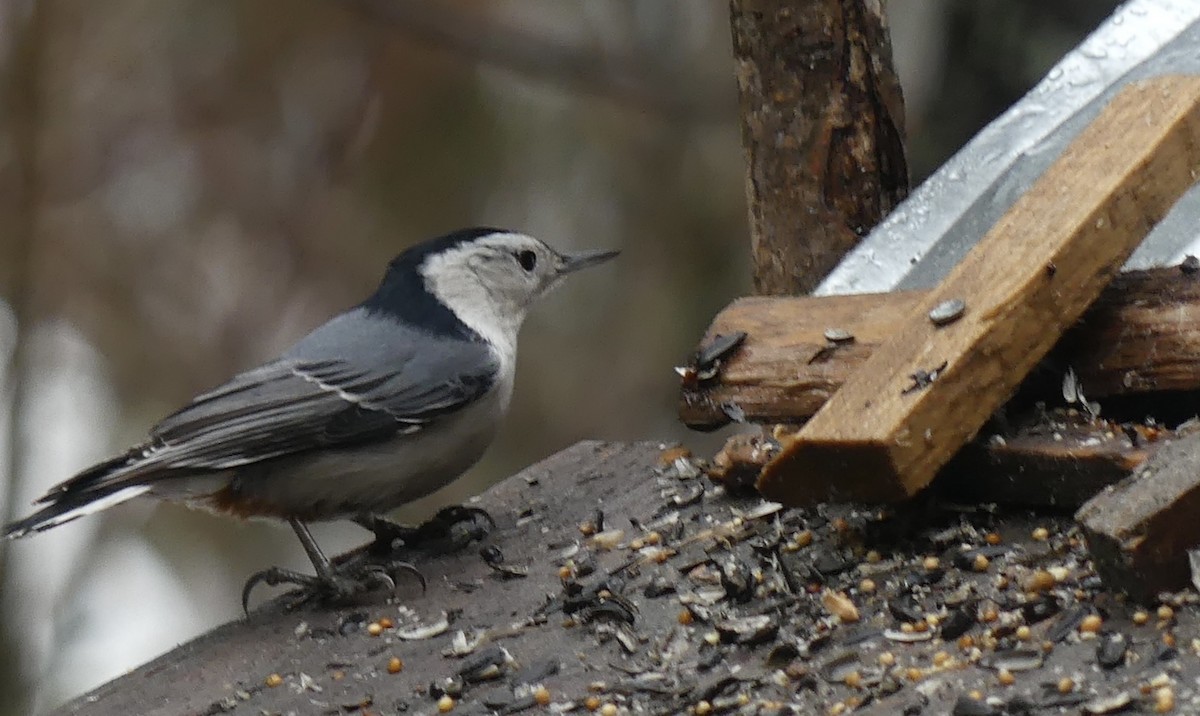 White-breasted Nuthatch - Alain Sylvain