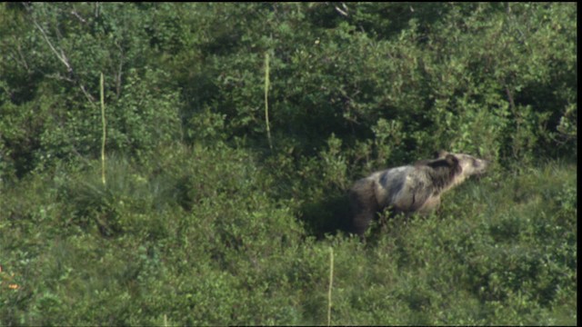 American Black Bear - ML417027