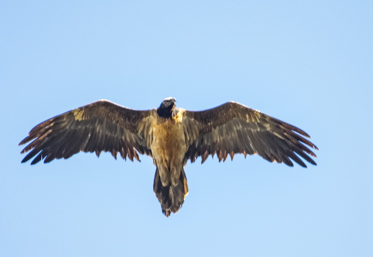 Bearded Vulture - ML417028211