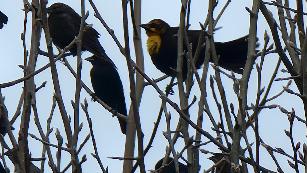 Yellow-headed Blackbird - ML417028331