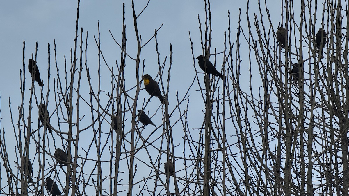 Yellow-headed Blackbird - ML417028361