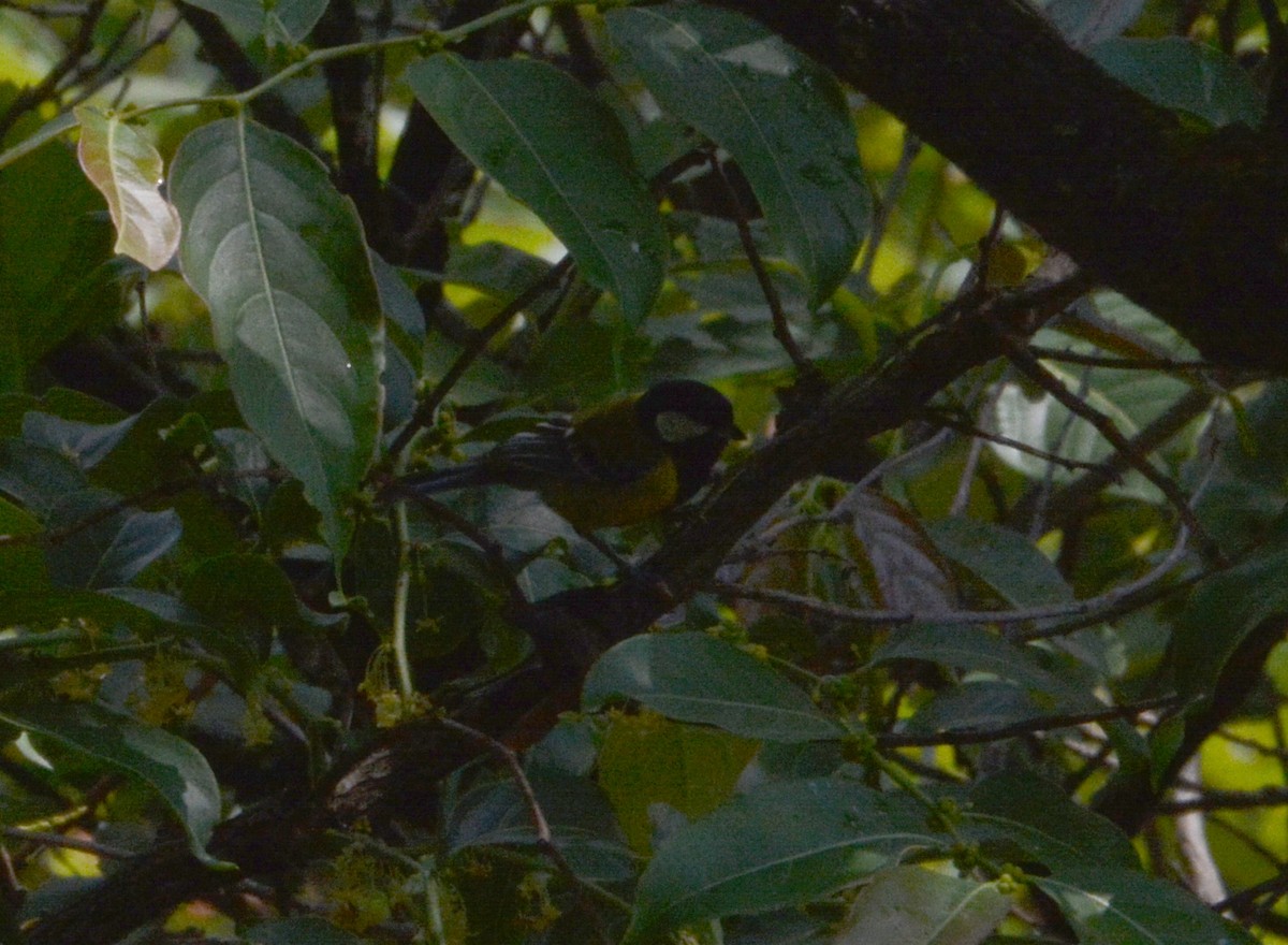 Green-backed Tit - ML417028591