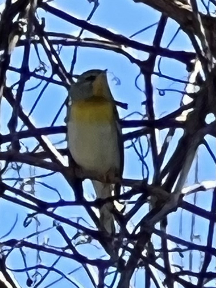 Northern Parula - ML417029341