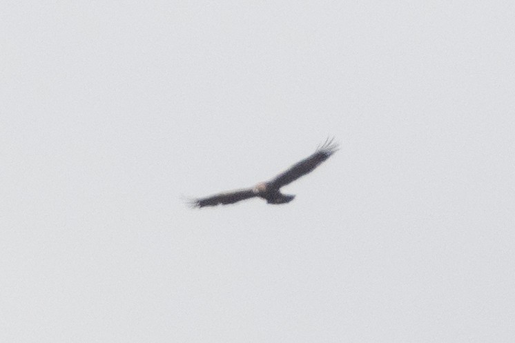 Golden Eagle - ML417030191