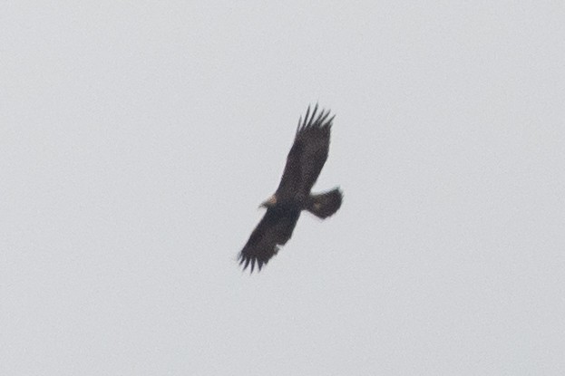 Golden Eagle - ML417030211