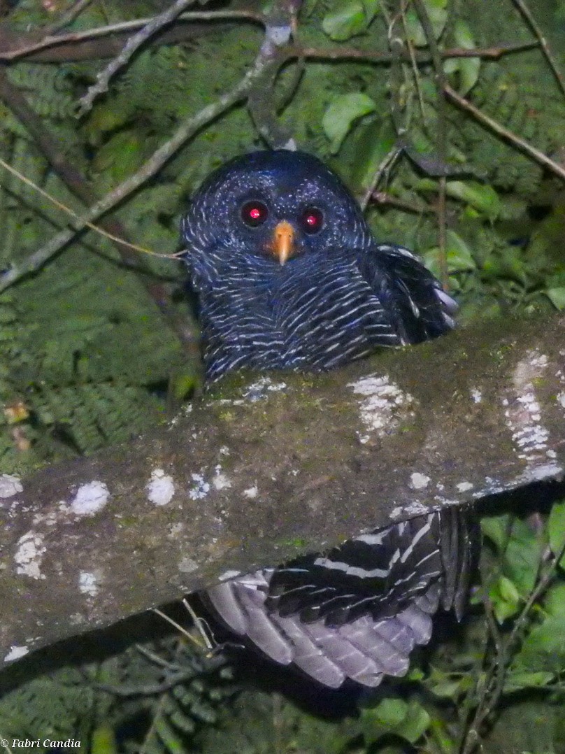 Black-banded Owl - ML417030341