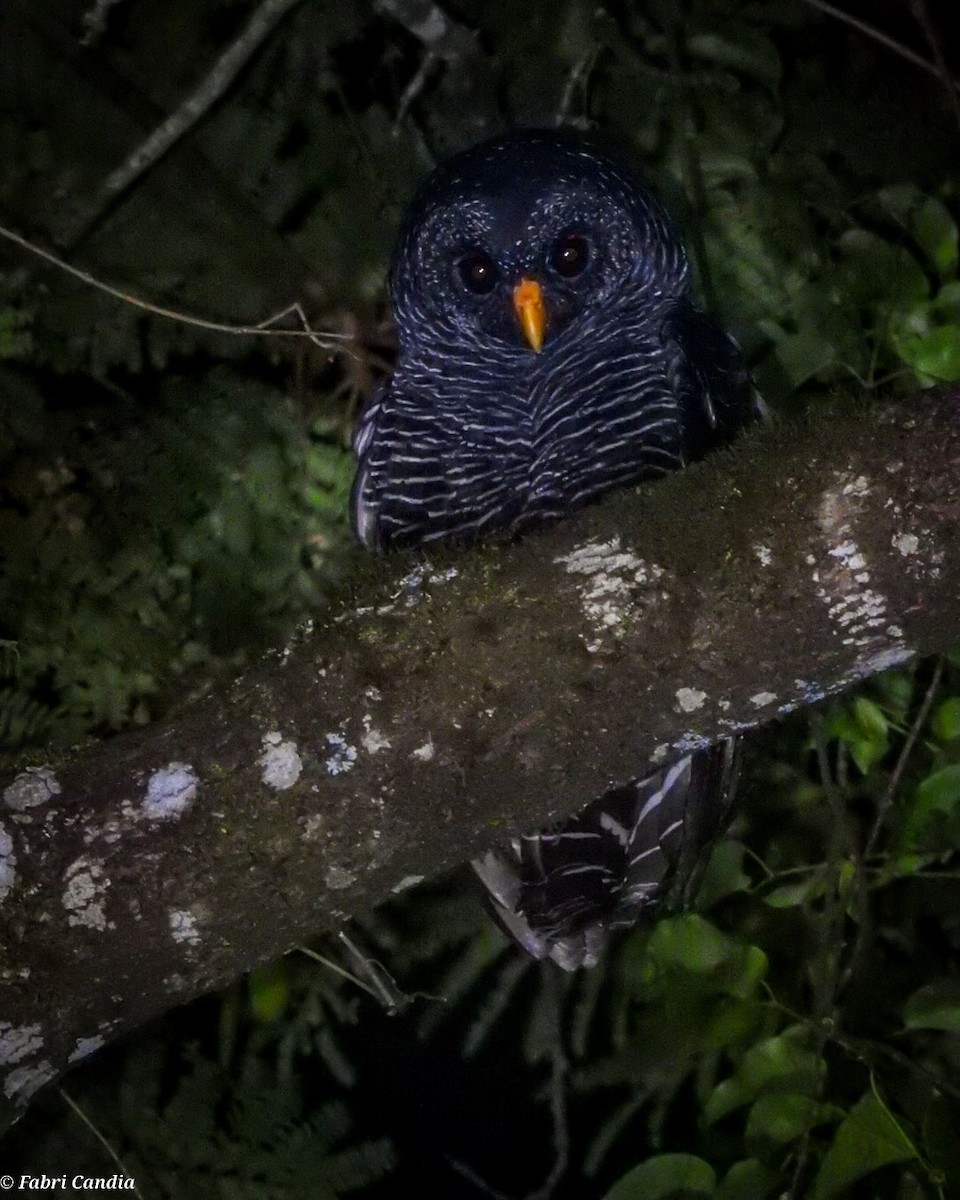 Black-banded Owl - ML417030351