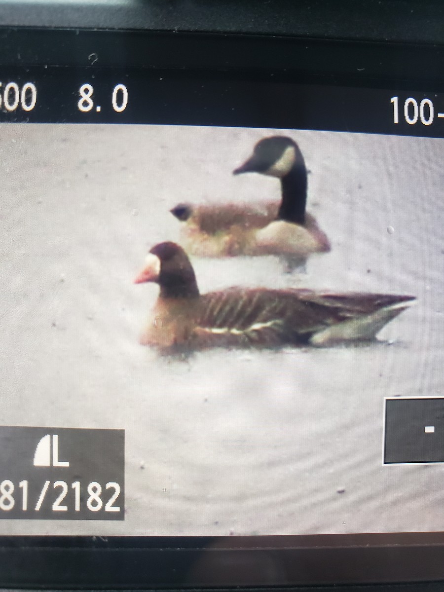 Greater White-fronted Goose - ML417032241