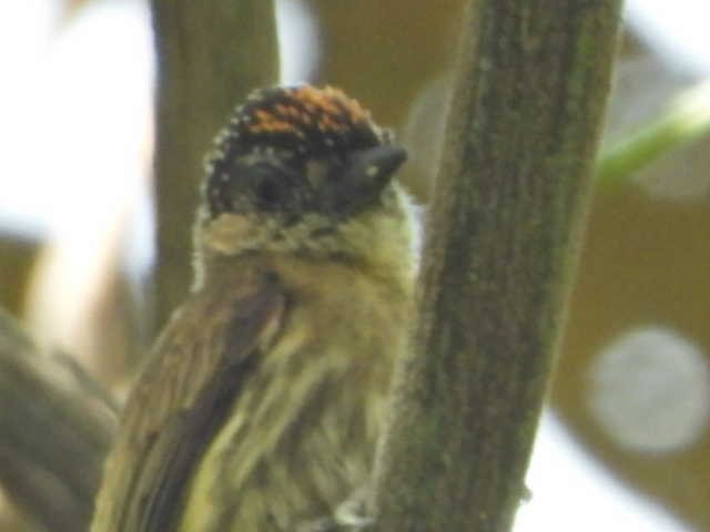 Olivaceous Piculet - ML417032371