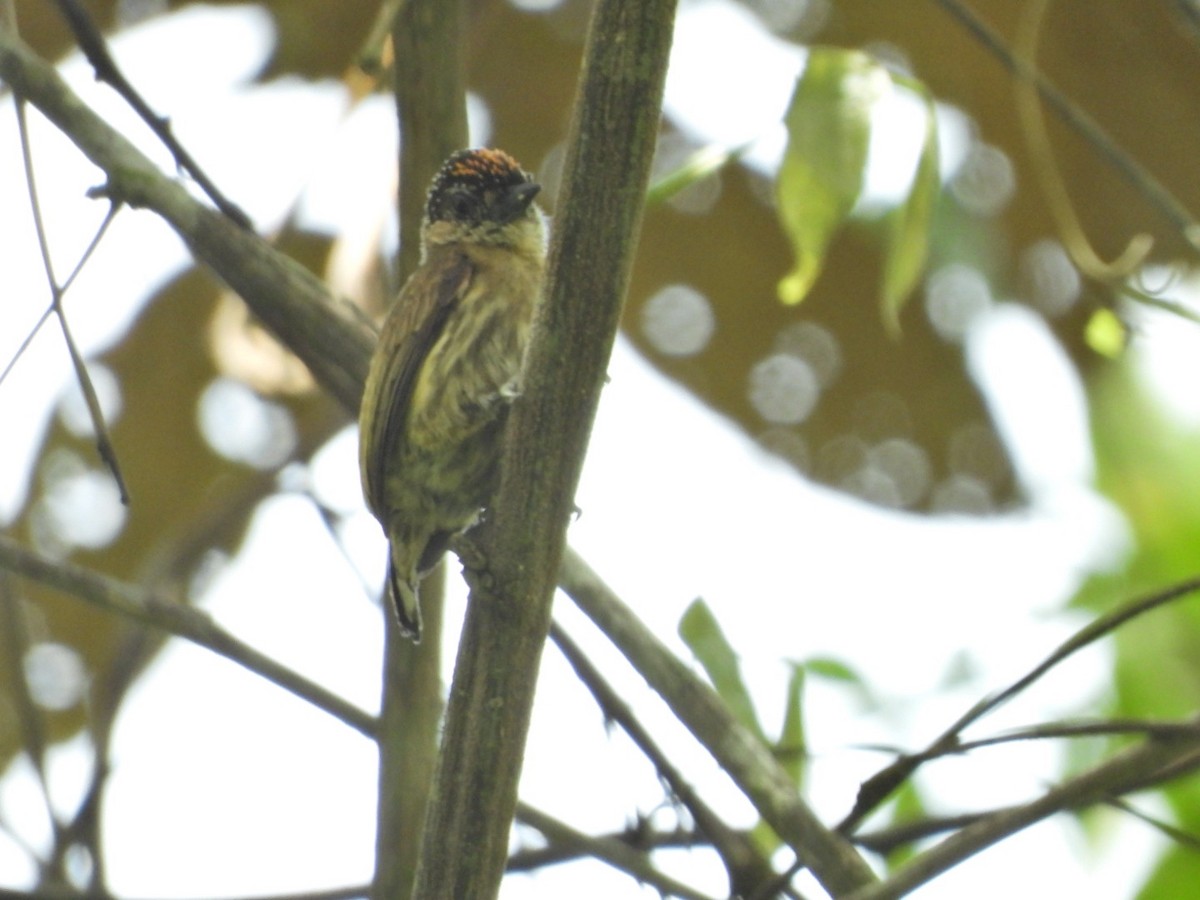 Olivaceous Piculet - ML417032401