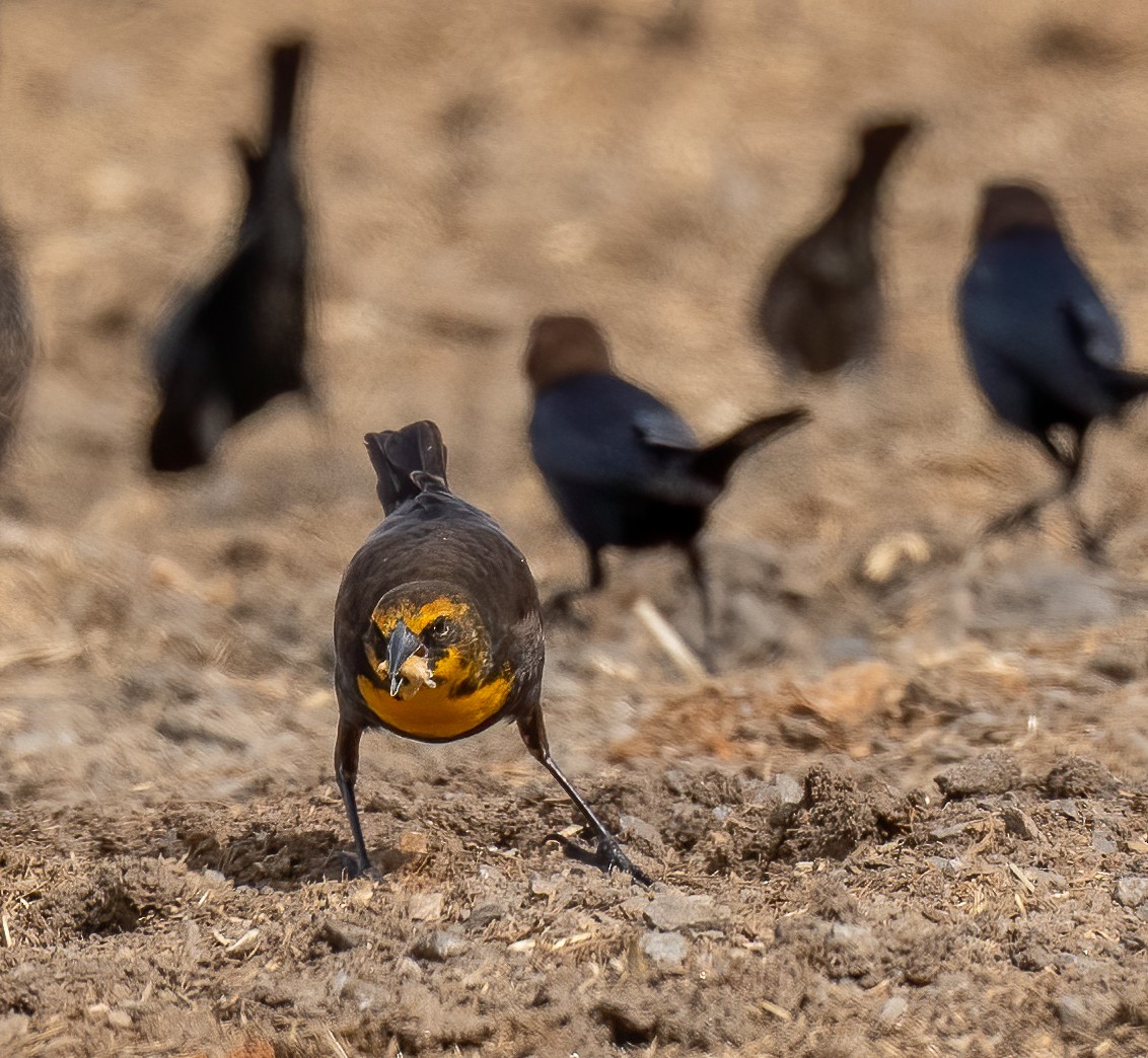 Yellow-headed Blackbird - Edde Burgess