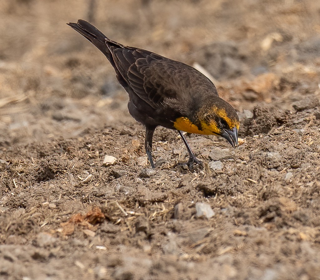 Yellow-headed Blackbird - ML417033741